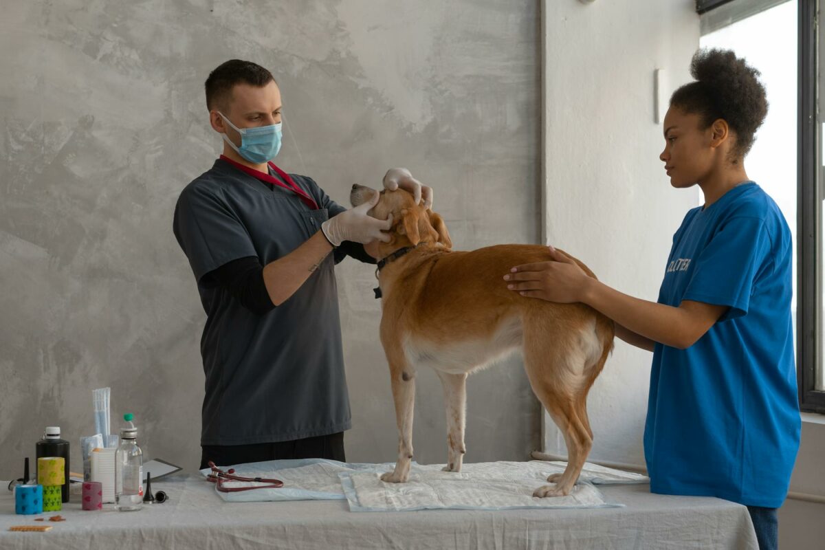 Veterinarian examines a dog assisted by a professional in a clinic setting.